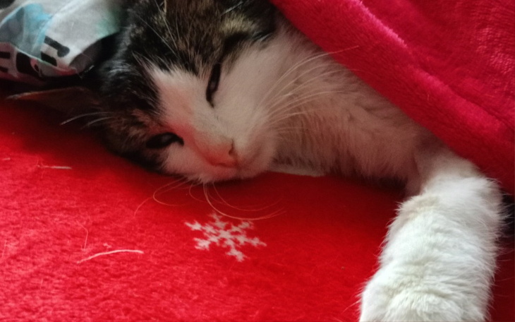 Kot śpiący pod kocem na czerwonym tle.