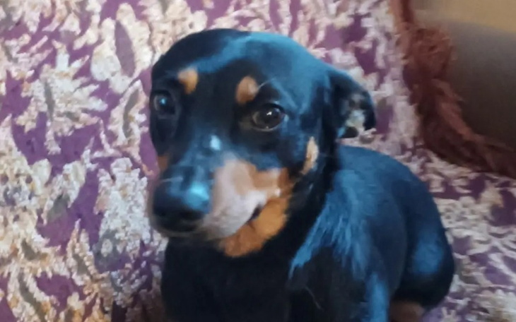 Czarny pies na kanapie, z wyrazem przyjaznym.