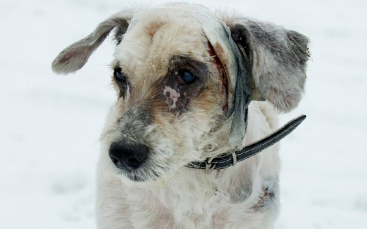 Zbiórka Zbieramy na hotel dla staruszka! - zdjęcie główne