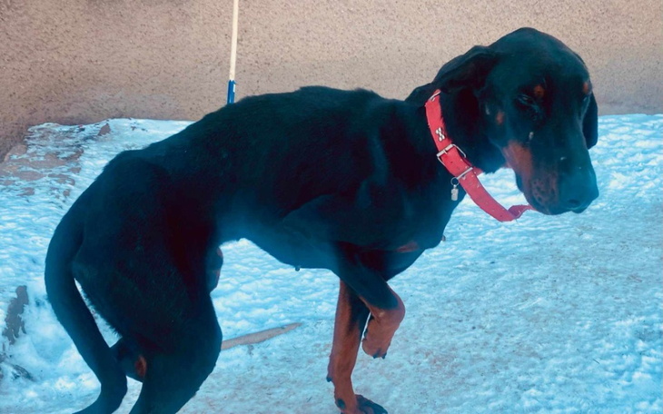 Zbiórka Znaleziony doberman Dante - zdjęcie główne