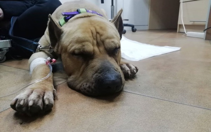 Zbiórka Zbieramy na leczenie asta Popka - zdjęcie główne