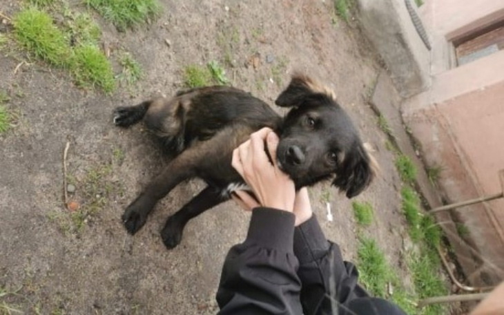 Zbiórka Tajga zbiera na weta - zdjęcie główne