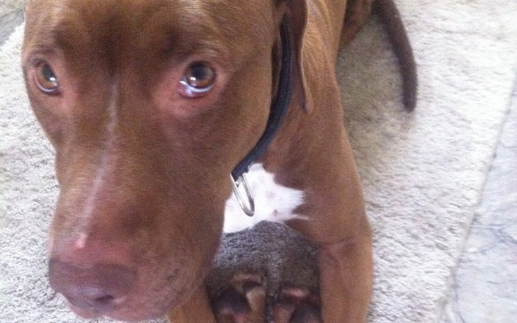 Zbiórka Pomoc dla bezdomnych zwierząt! - zdjęcie główne