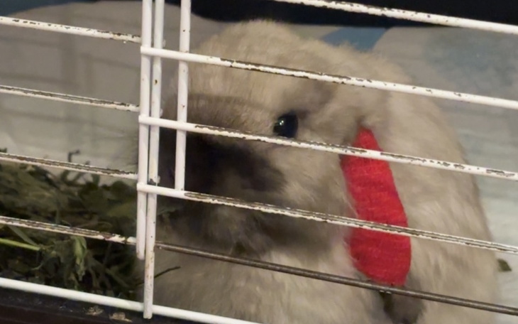 Zbiórka Leczenie cuniculozy Bambika - zdjęcie główne