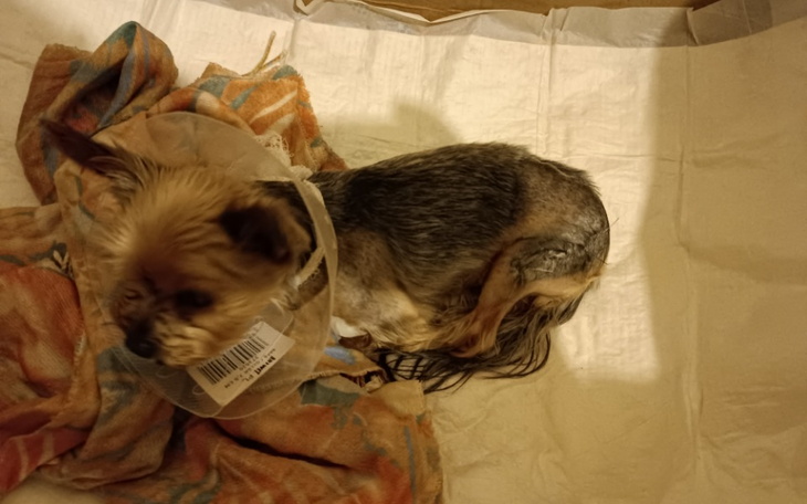 Zbiórka Zbiórka na leczenie pieska Cleo - zdjęcie główne