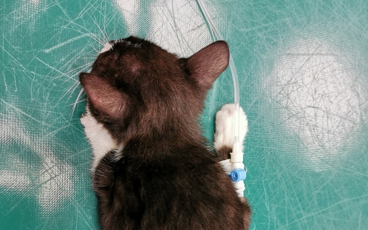 Zbiórka Pomagam kotom - zdjęcie główne