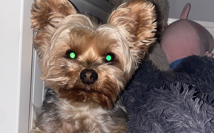 Zbiórka potrzebujemy pilnej operacji - zdjęcie główne