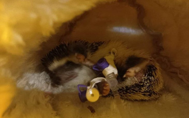 Zbiórka Na leczenie małej Odi - zdjęcie główne