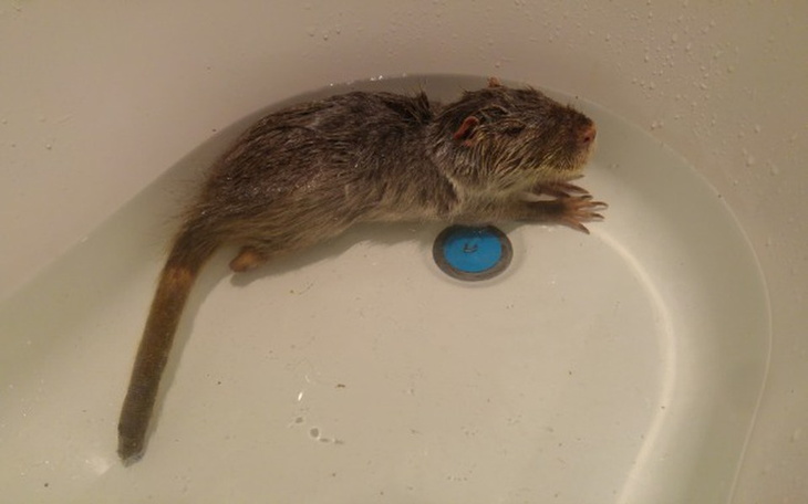 Zbiórka Nutria Neutrino - zdjęcie główne