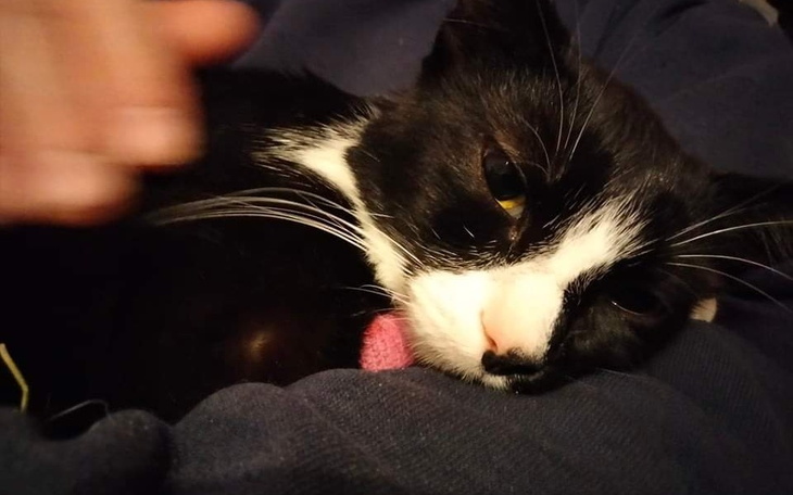 Zbiórka Na ratunek dla Pędzelka - zdjęcie główne