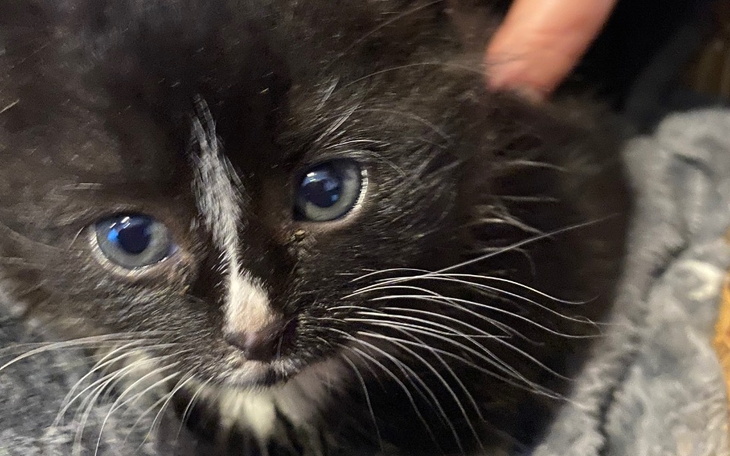 Czarny kot z niebieskimi oczami leży na miękkim kocu.