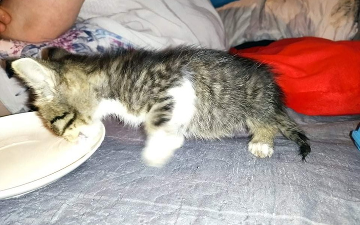 Zbiórka Pomoc dla zwierząt z Jasła - zdjęcie główne