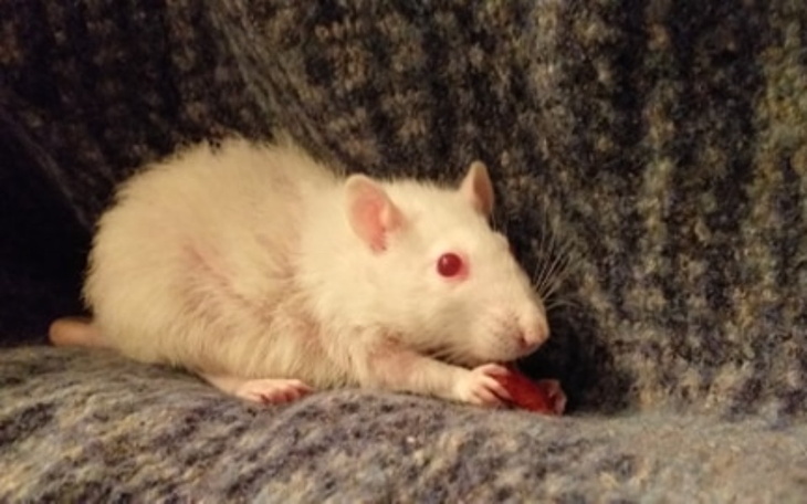 Zbiórka Chanel - poznańska znajda - zdjęcie główne