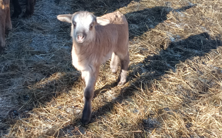 Młode jagnięta spacerują po słonecznej łące.