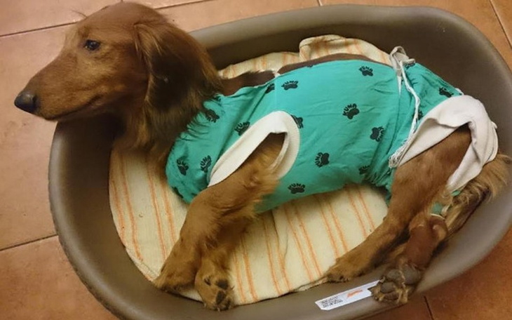 Pies w specjalnym ubraniu, leżący w legowisku.