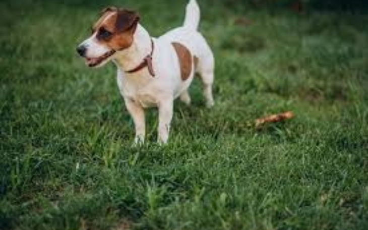 Mały piesek rasy Jack Russell Terrier bawi się na trawie.