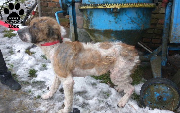 Zbiórka Zapłata za wierność - zdjęcie główne