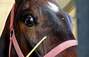 Zbiórka Blondi i Edek: Wyrok śmierci za - miniaturka zdjęcia