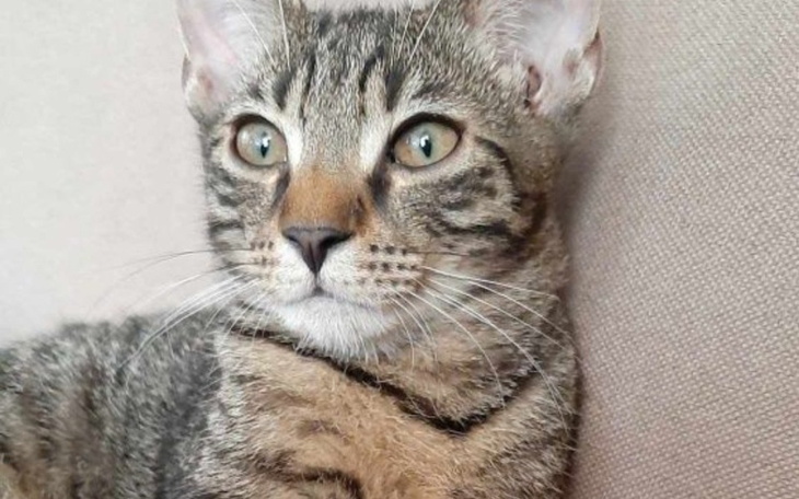 Zbiórka Uratuj Kotka o imieniu Bobo - zdjęcie główne