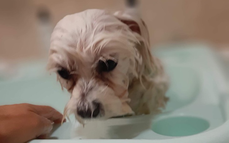 Zbiórka Last hope for Pushkin - zdjęcie główne