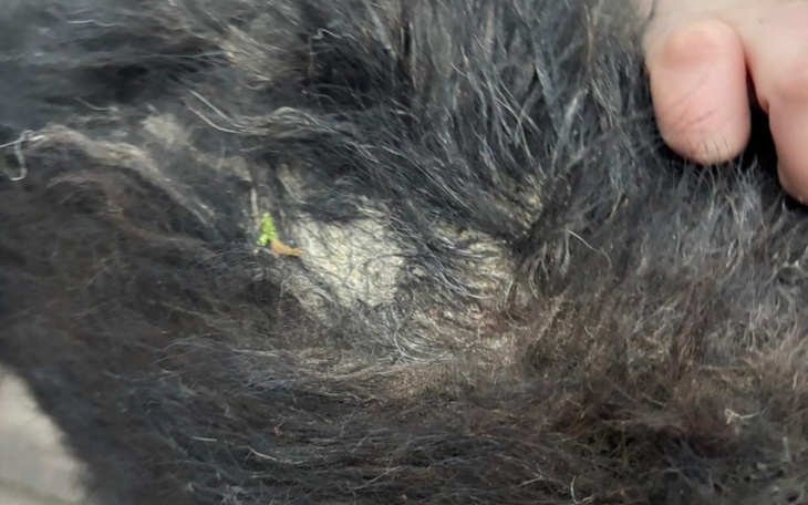 Zbliżenie na sierść psa z widocznymi zanieczyszczeniami.