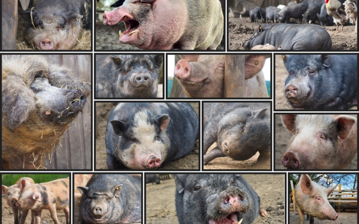 Kolaż zdjęć różnych świń w różnych pozach.