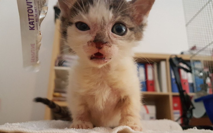 Zbiórka Maleńkie kocięta - zdjęcie główne