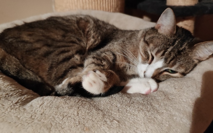 Zbiórka Czy Mikołaj Nas odwiedzi - zdjęcie główne