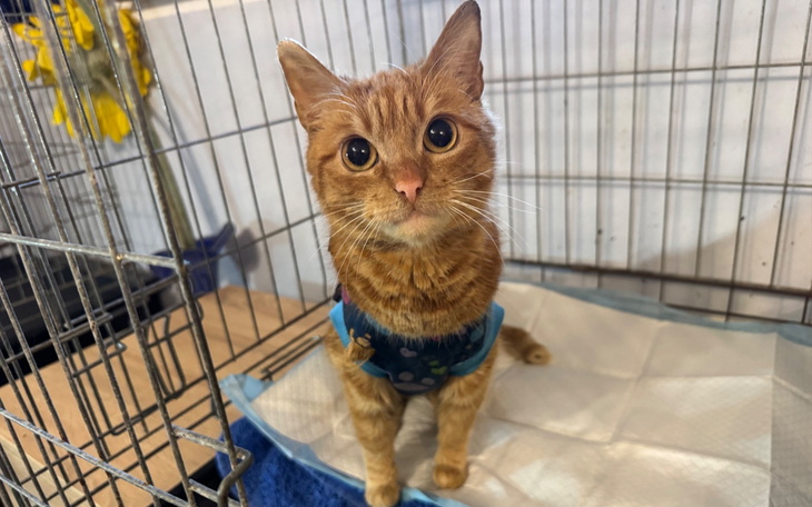 Kot w klatce, czeka na nowy dom, z uroczym spojrzeniem.