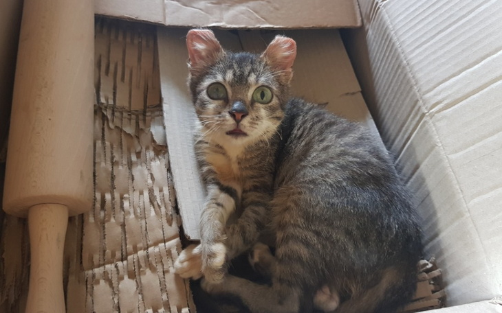 Zbiórka Bajerek zbiera na karmę i żwirek - zdjęcie główne