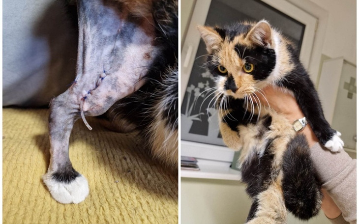 Zbiórka Cha Cha potrzebuje rehabilitacji - zdjęcie główne