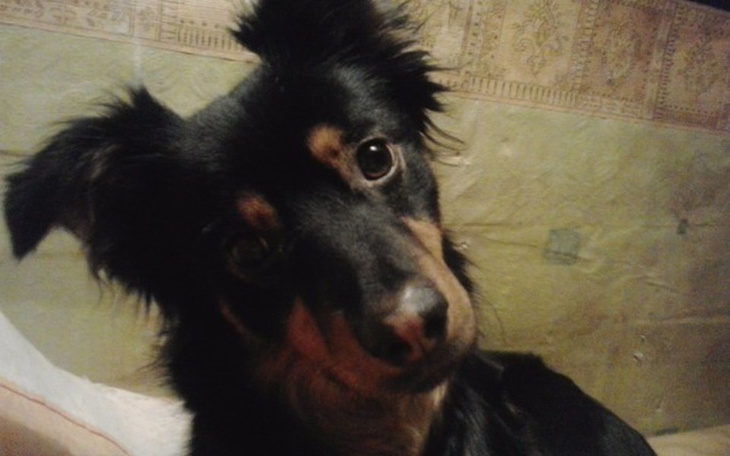 Zbiórka Pomoc dla mojej suni - zdjęcie główne