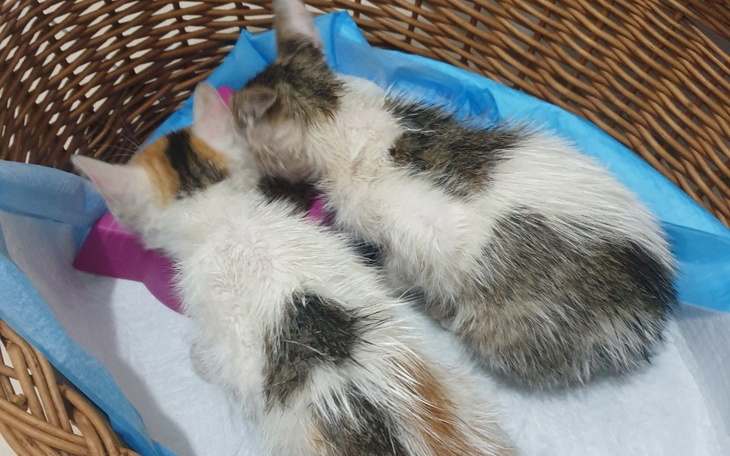 Zbiórka Nowe znajdy na pokładzie - zdjęcie główne