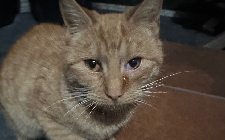 Rudy kot z jednym okiem w innym kolorze, wygląda na zmartwionego.