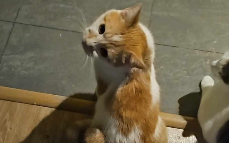 Kot o białym i pomarańczowym futrze, siedzący na podłodze.