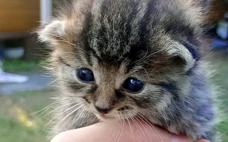 Mały kotek trzymany w dłoniach.