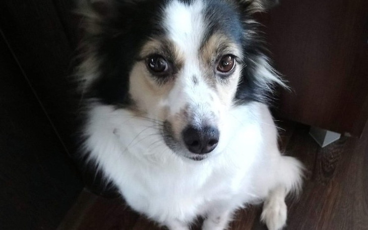 Zbiórka Lola - zdjęcie główne