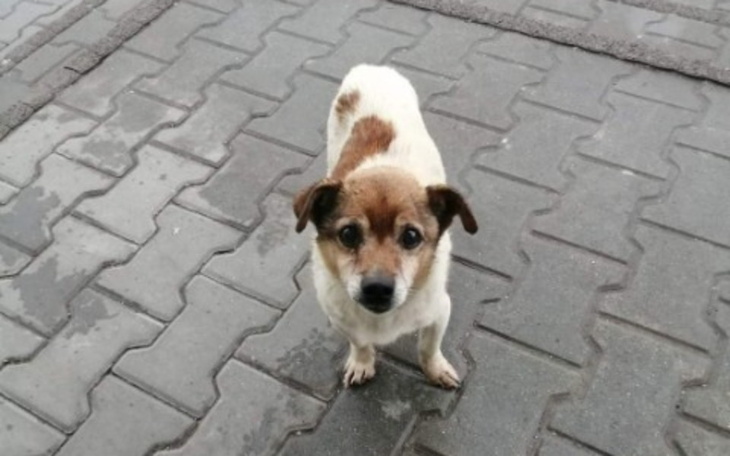 Zbiórka Ratujemy maleńkiego Tuptusia - zdjęcie główne