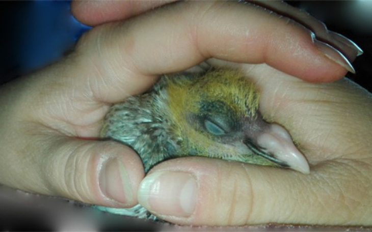 Zbiórka Ptaki też chcą żyć - zdjęcie główne