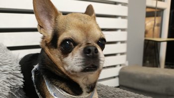 Zbiórka Ratujemy chihuahua Grzesia - miniaturka zdjęcia