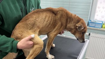 Zbiórka Nowe życie staruszka - miniaturka zdjęcia