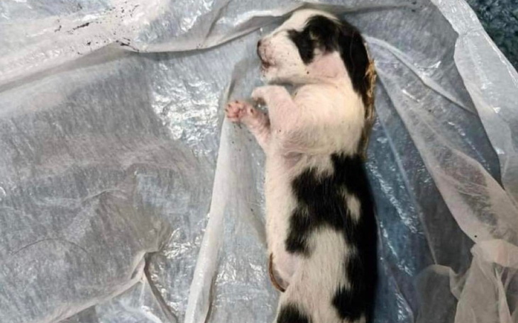 Zbiórka Ratujmy życie porzuconych kotów - zdjęcie główne