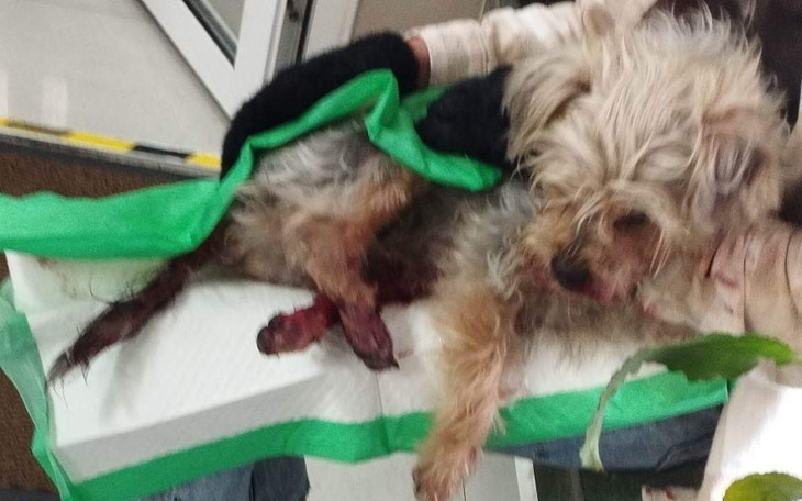 Zbiórka Na operację połamanych łapek .. - zdjęcie główne