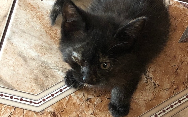 Zbiórka Pomoc kociakom i ich mamie - zdjęcie główne