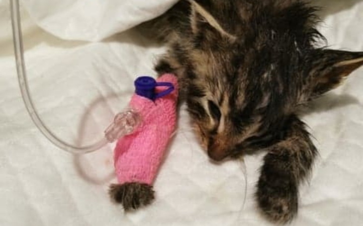 Zbiórka Kocięta - walka o życie - zdjęcie główne