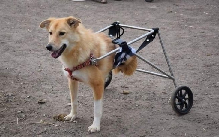 Zbiórka Pomóż przetrwać Przystani... - zdjęcie główne