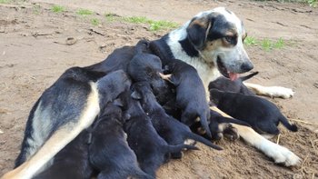 Zbiórka Mama i 10 maluszków w lesie - miniaturka zdjęcia
