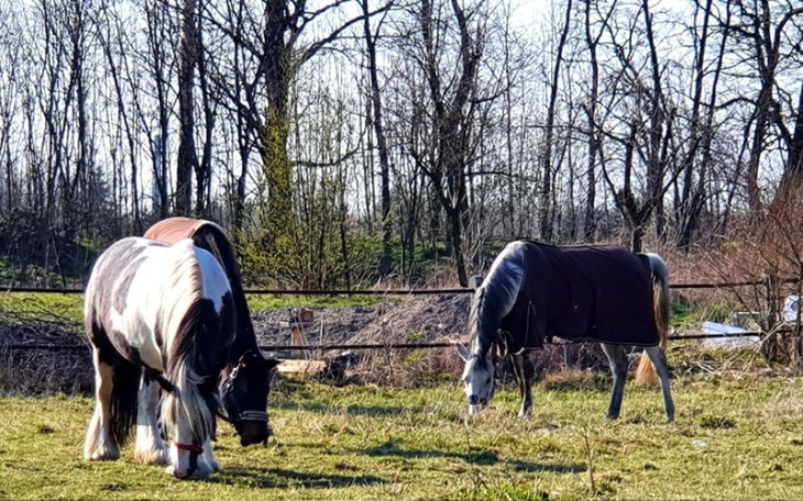Zbiórka Siano dla stadniny - zdjęcie główne