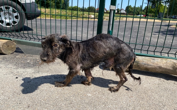 Zbiórka Zjadany żywcem przez robaki - zdjęcie główne