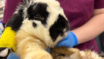 Zbiórka Walka o Cielaczka - miniaturka zdjęcia